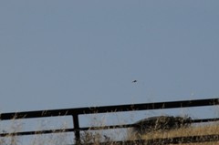 Falconiformes