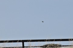 Falconiformes