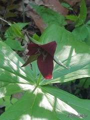Trillium sulcatum