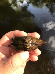 Alasmidonta marginata