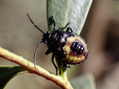 Aplerotus maculatus