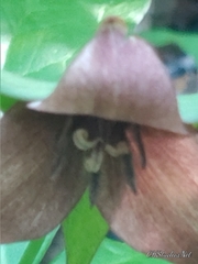 Trillium sulcatum