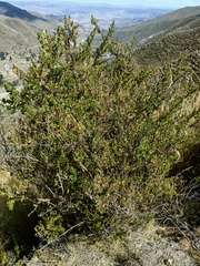 Baccharis tola
