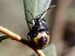 Aplerotus maculatus