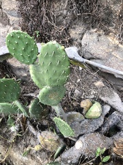 Opuntia decumbens