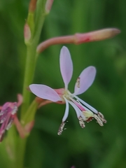 Oenothera triangulata