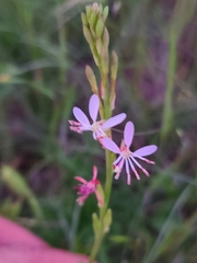 Oenothera triangulata
