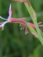 Oenothera triangulata