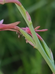 Oenothera triangulata