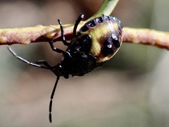 Aplerotus maculatus