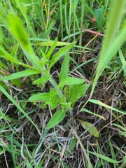 Oenothera triangulata