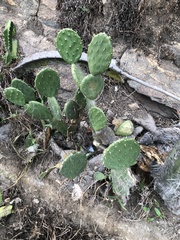 Opuntia decumbens