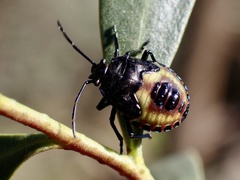 Aplerotus maculatus