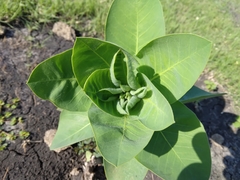 Euphorbia marginata