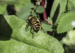 Myathropa florea