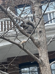 Sciurus carolinensis