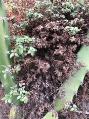 Acanthocereus tetragonus