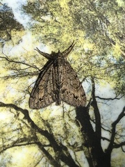 Pseudocoremia suavis