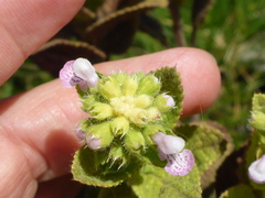 Stachys pycnantha