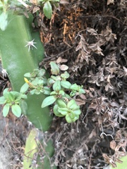 Acanthocereus tetragonus