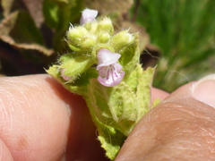 Stachys pycnantha