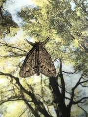 Pseudocoremia suavis