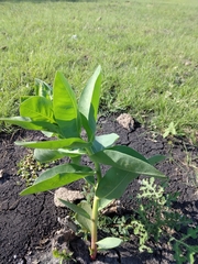 Euphorbia marginata