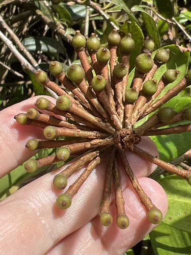 Shingleplant (Marcgravia sintenisii)