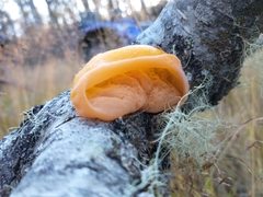 Aleurodiscus vitellinus