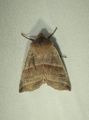 Eupsilia devia