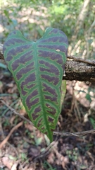 Parsonsia dorrigoensis