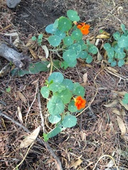 Tropaeolum majus