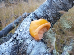 Aleurodiscus vitellinus