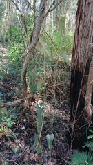 Parsonsia dorrigoensis