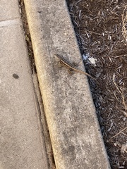 Sceloporus olivaceus