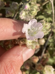 Sidalcea hickmanii anomala