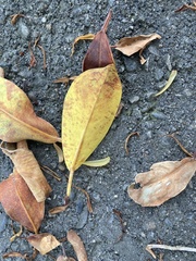 Ficus microcarpa microcarpa