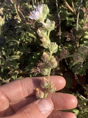 Sidalcea hickmanii anomala