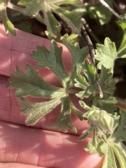 Sidalcea hickmanii anomala