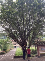 Ficus microcarpa microcarpa