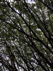 Ficus microcarpa microcarpa