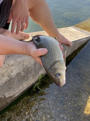 Carpiodes cyprinus