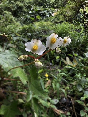 Begonia image