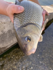 Carpiodes cyprinus