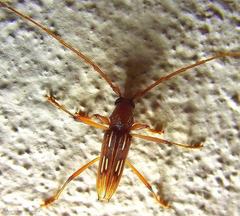 Eburodacrys dubitata