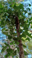 Parsonsia dorrigoensis