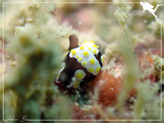 Colpodaspis thompsoni