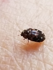 Coleoptera