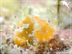 Plocamopherus pecoso