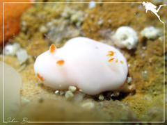 Verconia simplex